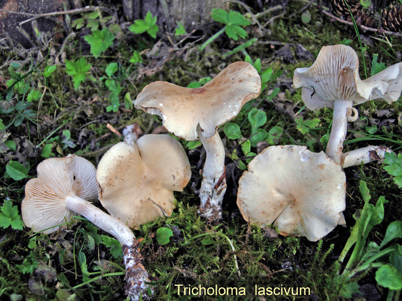 Tricholoma lascivum-amf2160.jpg - Tricholoma lascivum ; Syn: Gyrophila lasciva ; Nom français: Tricholome écœurant